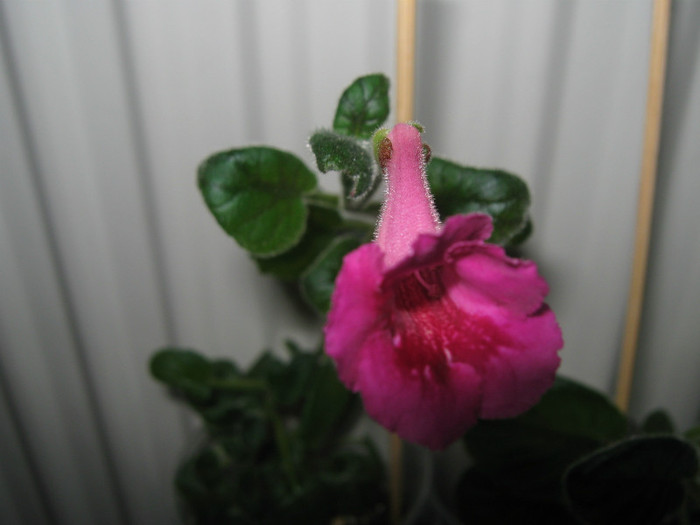  - sinningia Fuchsia Treasure