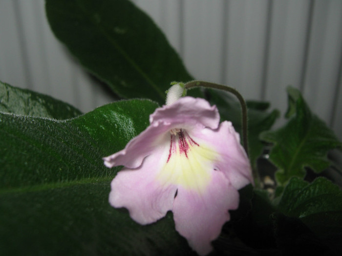  - streptocarpus Hannah