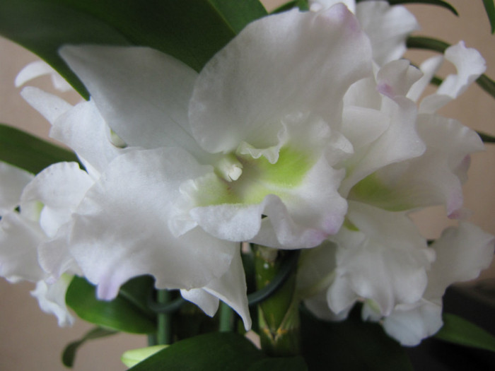 Dendrobium Nobile 2 oct 2011 (2) - orhidee