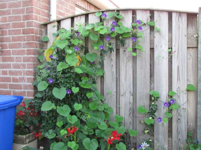 Ipomoea 3 oct 2011 - ipomoea - zorele