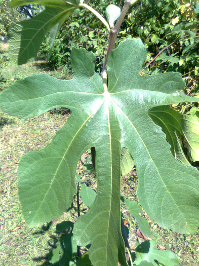 Frunza de smochin - Recunoasrerea arborilor dupa frunze