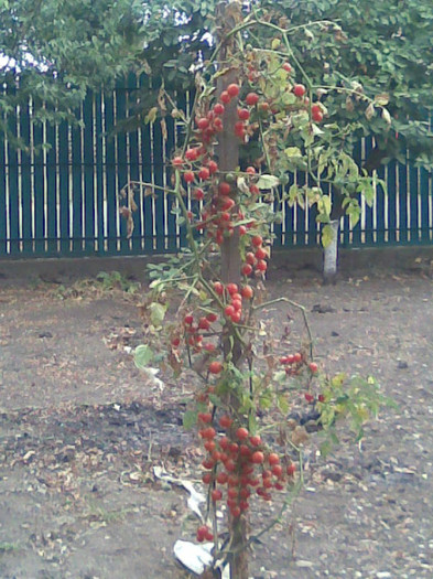 cherry