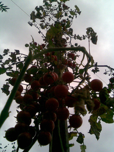 rosii cherry