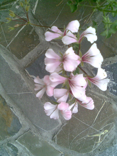 Imag061