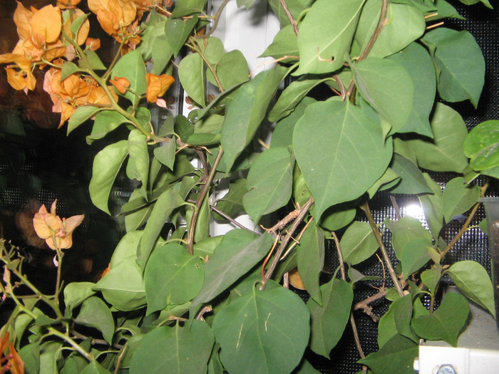 IMG_8410 - bouga galbena