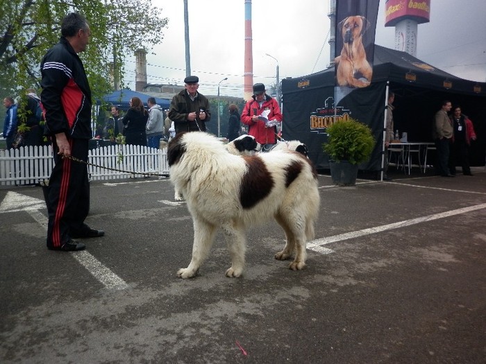 Coran of Boffalo - 6_ Expo CAC Suceava 2011