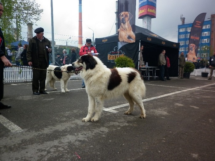 Coran of Boffalo - 6_ Expo CAC Suceava 2011