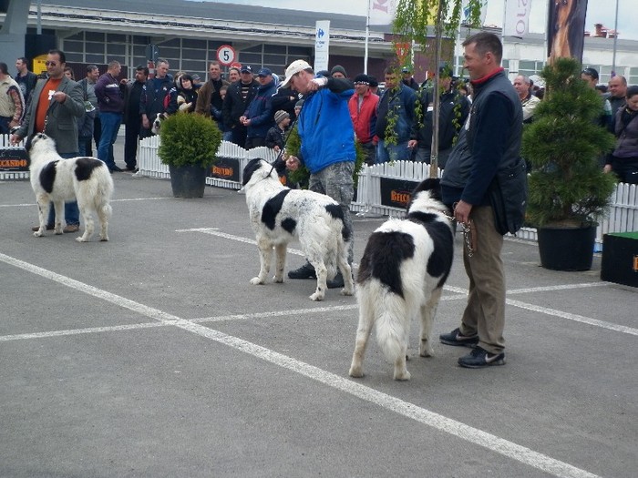 P1000920 - 6_ Expo CAC Suceava 2011