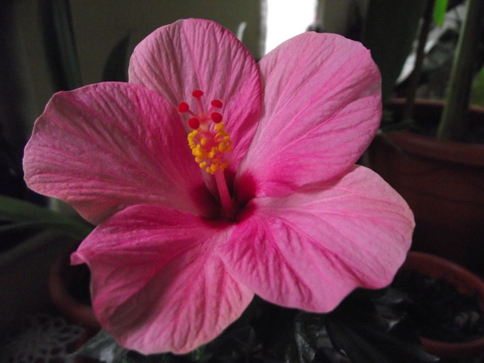 DSCF8565 - Hibiscus 2011