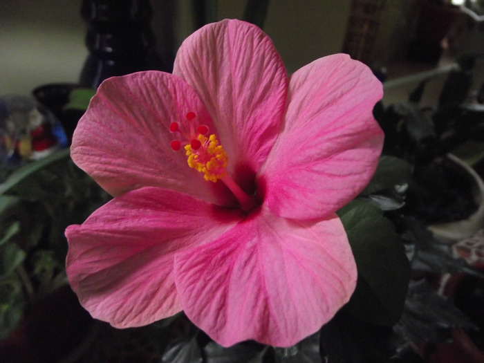 DSCF8566 - Hibiscus 2011