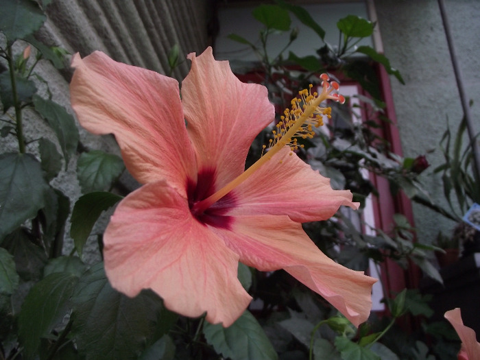 DSCF8575 - Hibiscus 2011