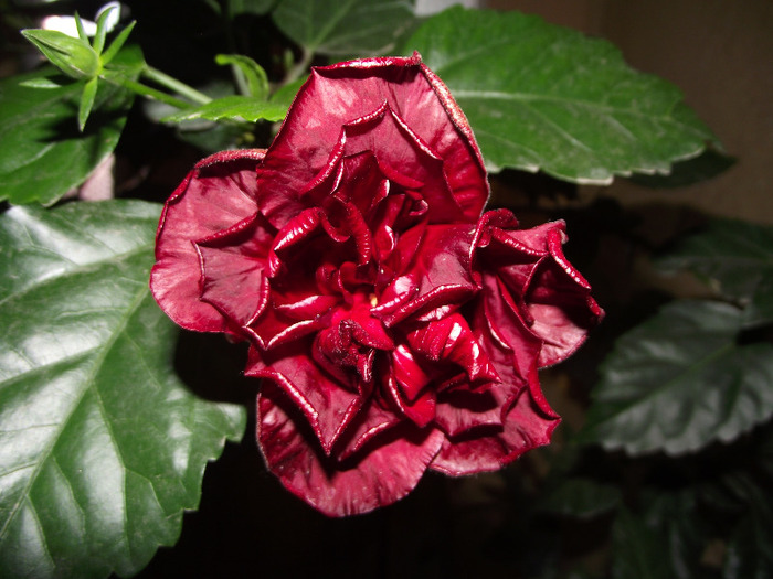 DSCF8871 - Hibiscus 2011
