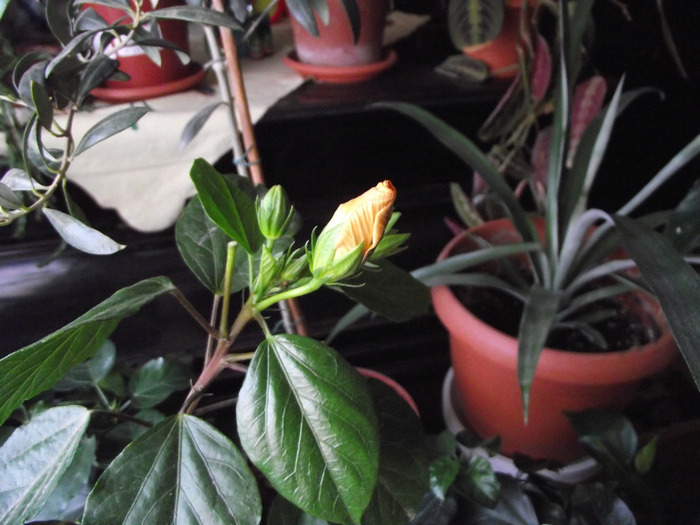 bobocel - Hibiscus 2011