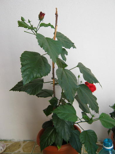 Hibiscus 5 - hibiscus