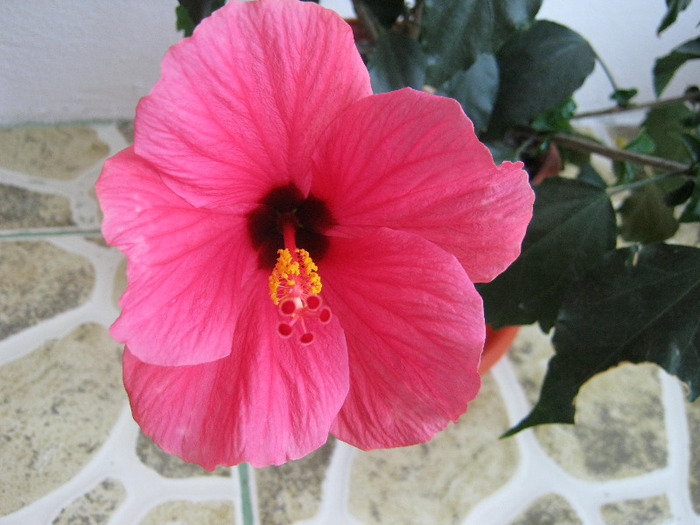 Hibiscus 9