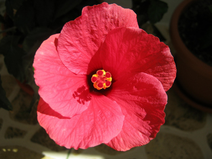 Hibiscus 10 - hibiscus
