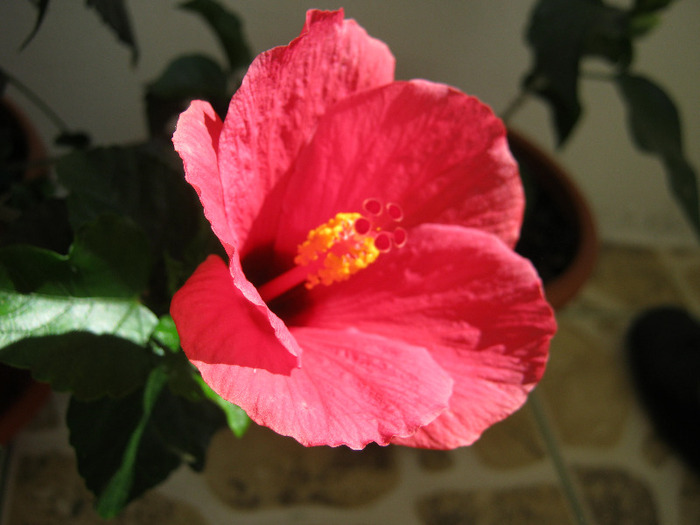 Hibiscus 11 - hibiscus