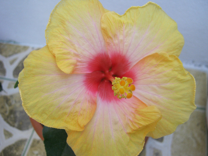 Hibiscus 13 - hibiscus