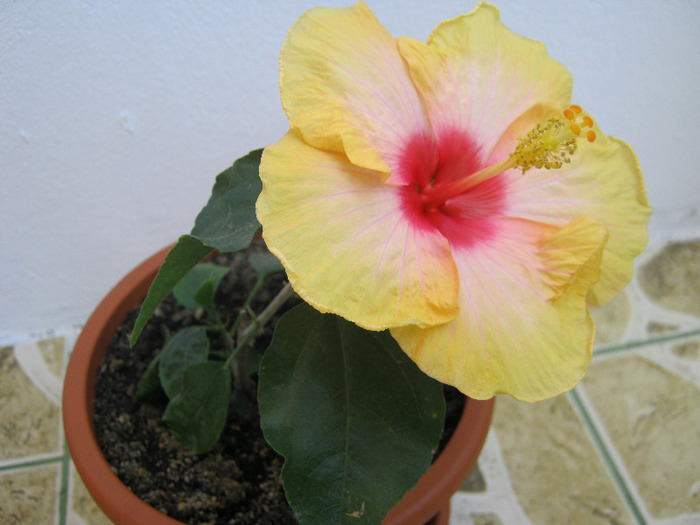 Hibiscus 14 - hibiscus