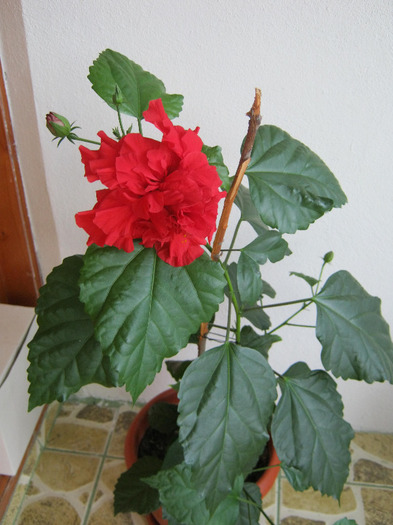 Hibiscus 16 - hibiscus