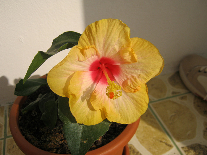 Hibiscus 18 - hibiscus