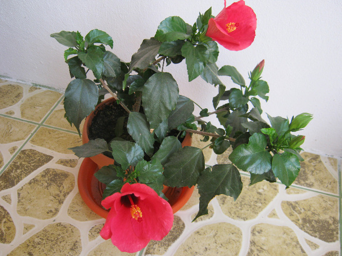 Hibiscus 20 - hibiscus