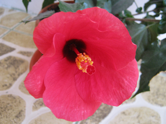 Hibiscus 21 - hibiscus