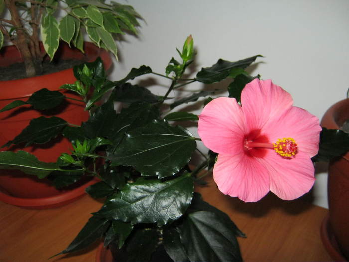 Hibiscus 22