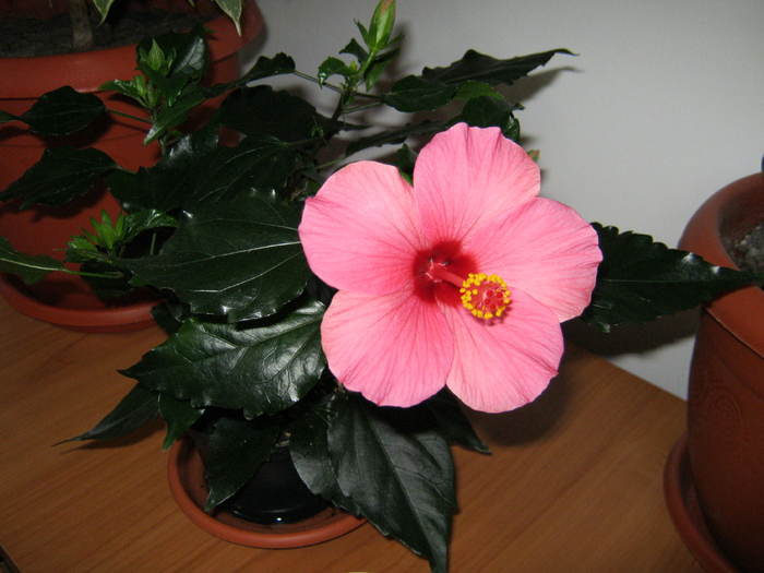 Hibiscus 23 - hibiscus