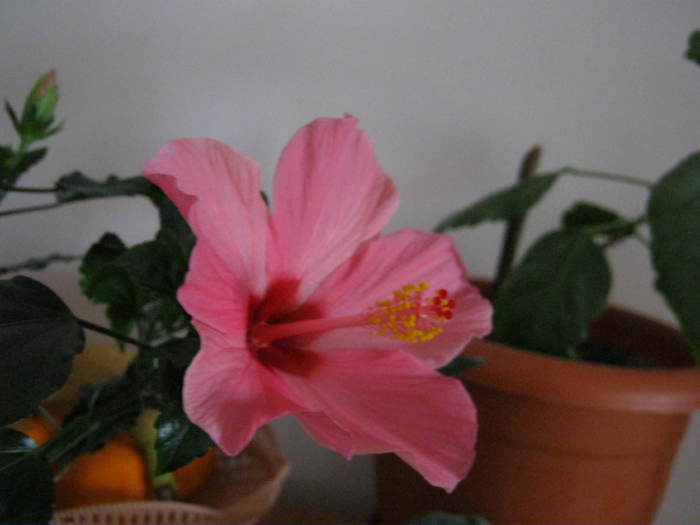 Hibiscus 24 - hibiscus