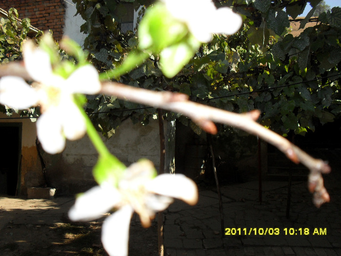 Floare de visin in octombrie - Inedite-2011