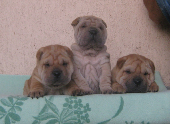 pui 5 saptamani(Cuib A) - 09-Pui Shar pei