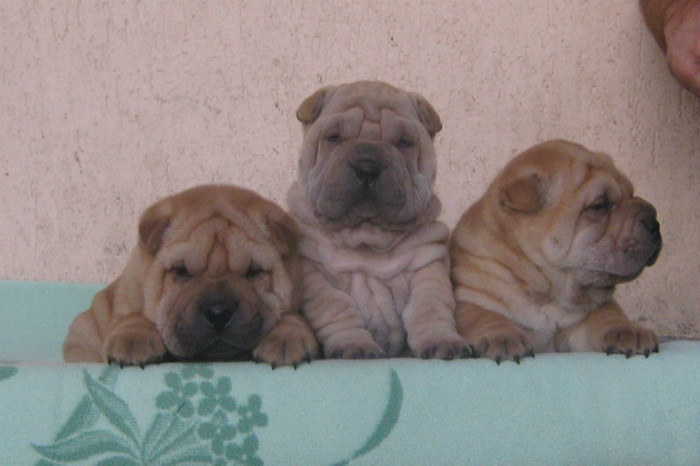 pui 5 saptamani(Cuib A) - 09-Pui Shar pei