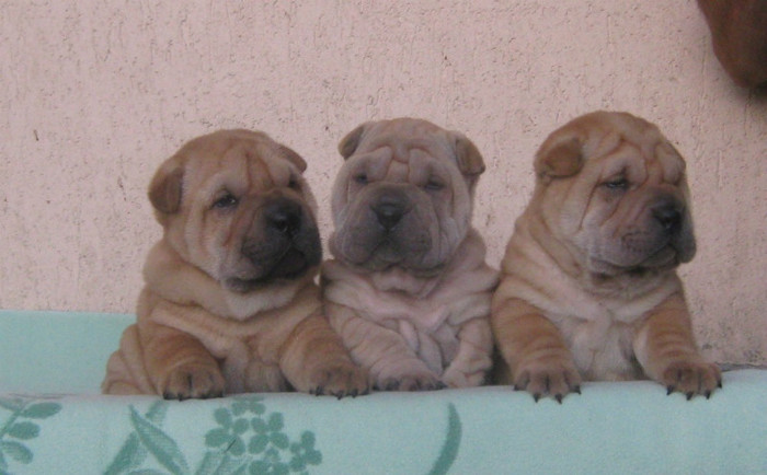 pui 5 saptamani(Cuib A) - 09-Pui Shar pei