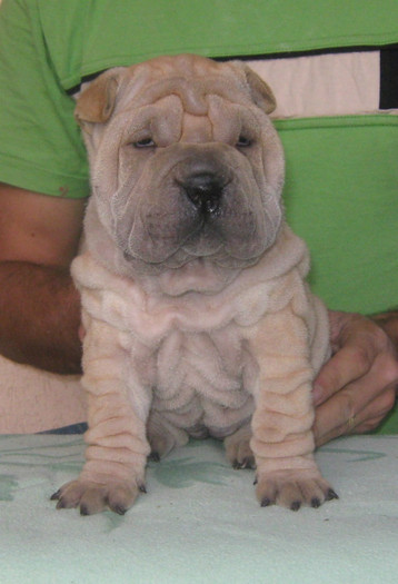 femela 5 saptamani - 09-Pui Shar pei