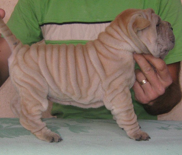 femela 5 saptamani - 09-Pui Shar pei