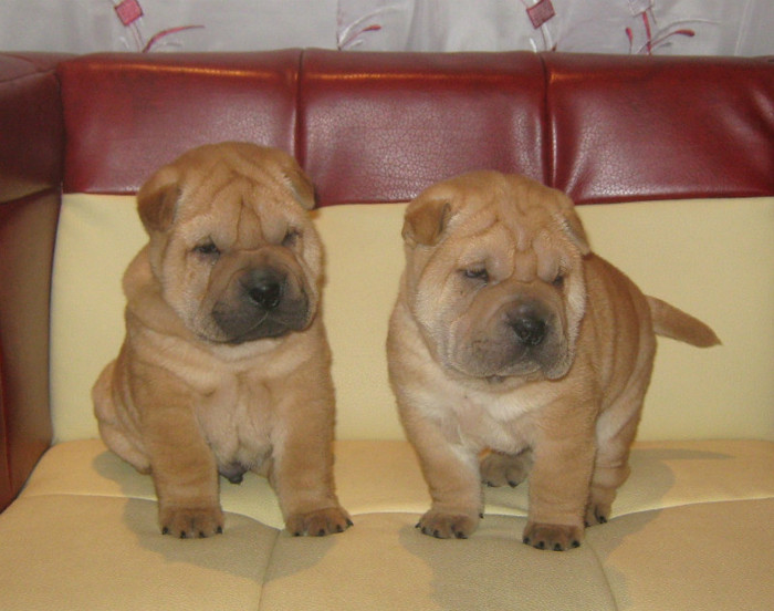 masculi 5 saptamani - 09-Pui Shar pei