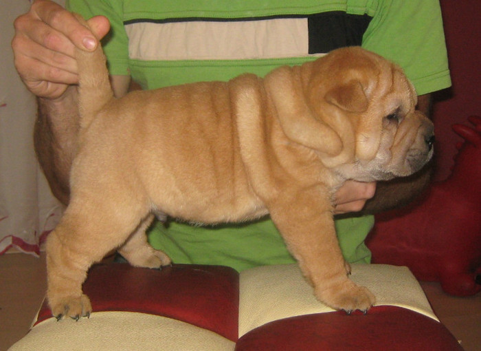 pui 5 saptamani - 09-Pui Shar pei