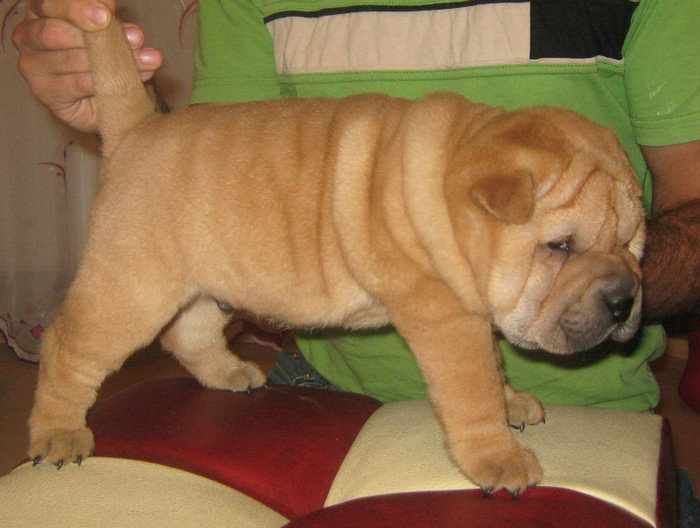 pui 5 saptamani - 09-Pui Shar pei