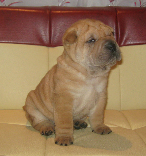 pui 5 saptamani - 09-Pui Shar pei