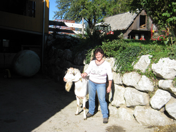 tot ea cu tapul Atros - crescatori de capre -austria ziege farm