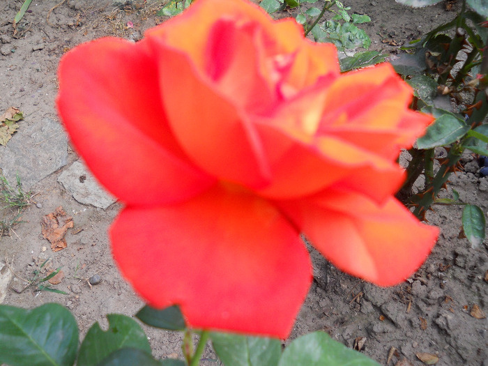 DSCN1184 - trandafiri 2011