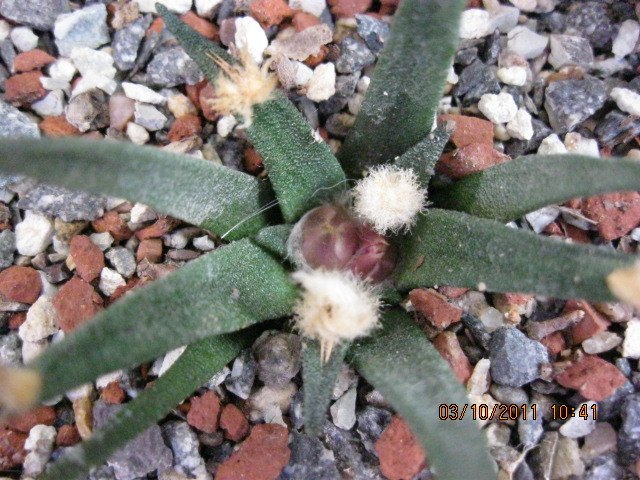 A. agavoides - Ariocarpus agavoides