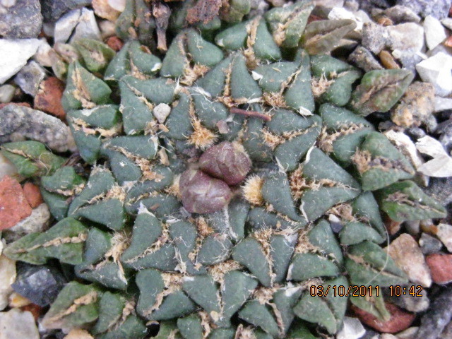 A. k. v.albiflorus - Ariocarpus kotschoubeyanus