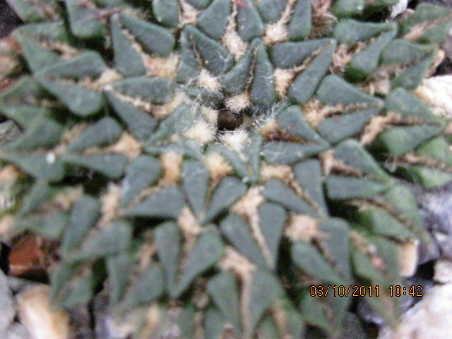 A. k. v.macdowellii - Ariocarpus kotschoubeyanus