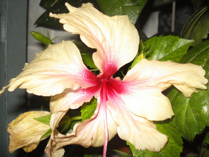 DSC00471