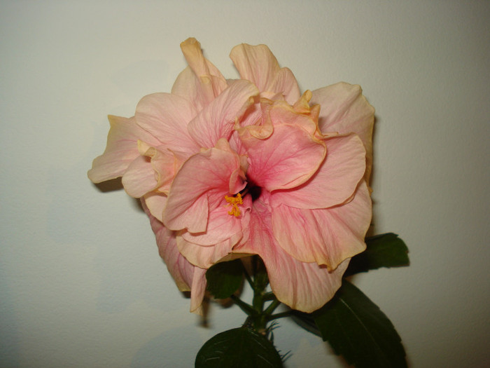 DSC00443