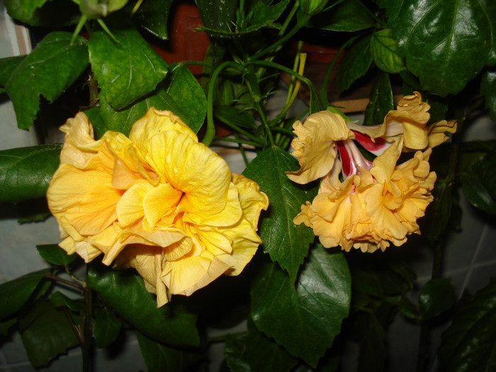 DSC00446 - HIBISCUS 2011