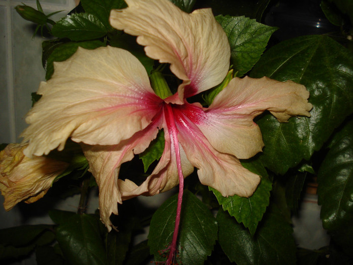 DSC00473