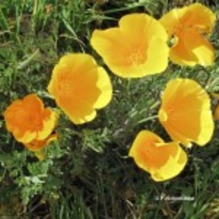 eschscholzia_californica-150x150 - Flori